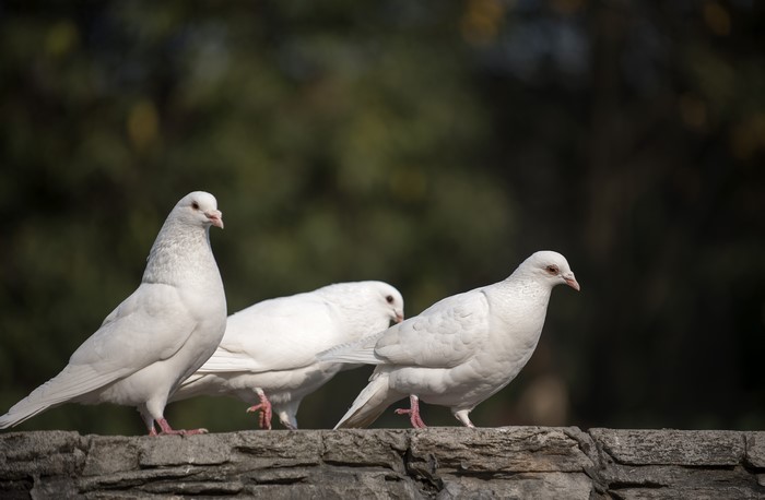 Three white pigeons on a stone wall