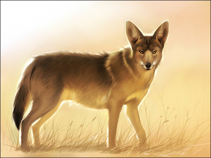 Coyote standing in tall grass