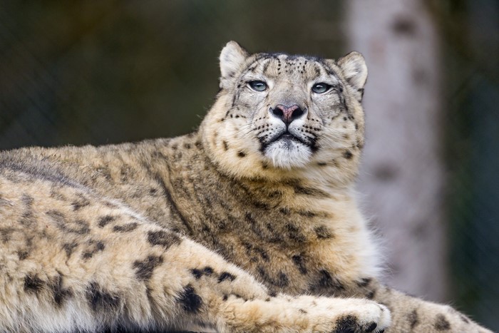 Snow leopard looking forward