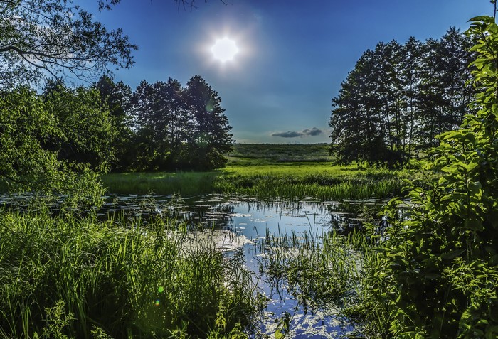 Sunny day over a swamp with trees and grass