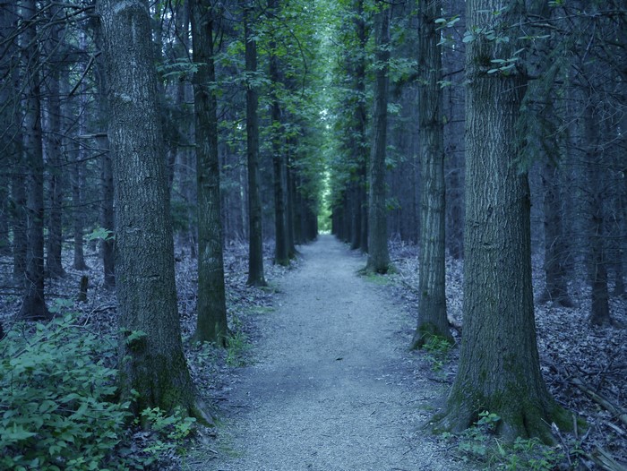 4K Forests Trees Trail