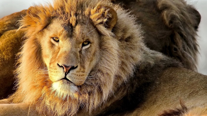 Two lions resting, close-up portrait