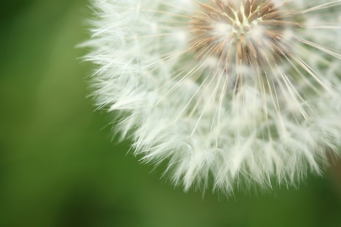 4K Closeup of a Dandelion Seed Head