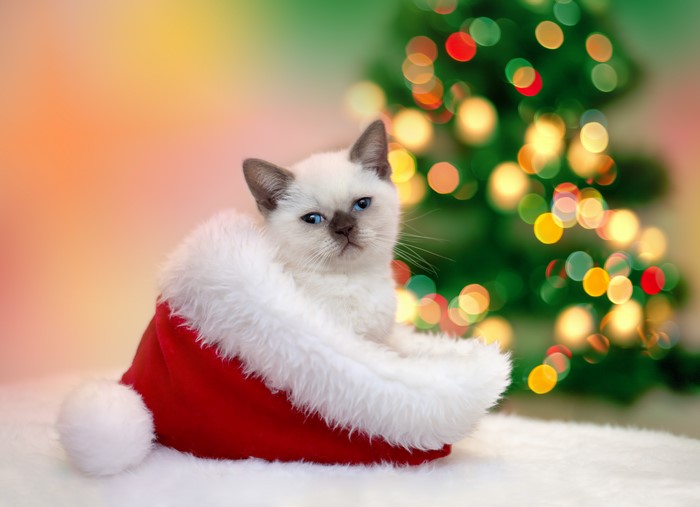 Kitten in Santa hat with Christmas tree