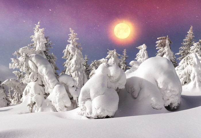 Winter forest with snow-covered trees and a bright sun