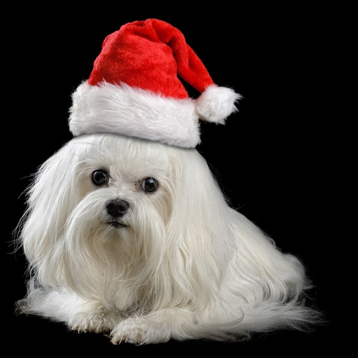White Bolognese dog wearing a Santa hat