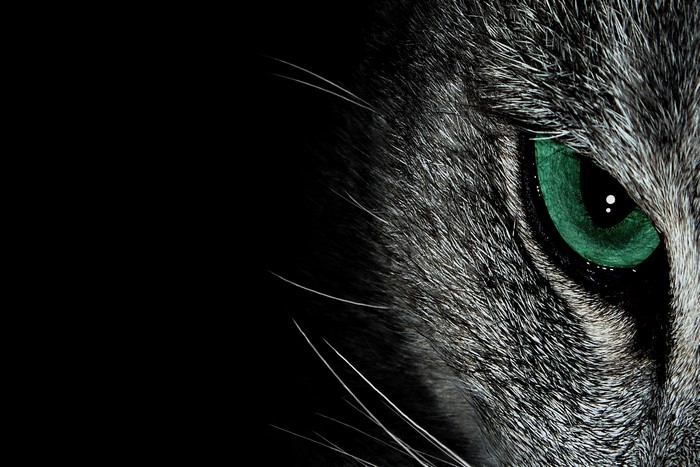 Close-up of a cat's green eye on a black background