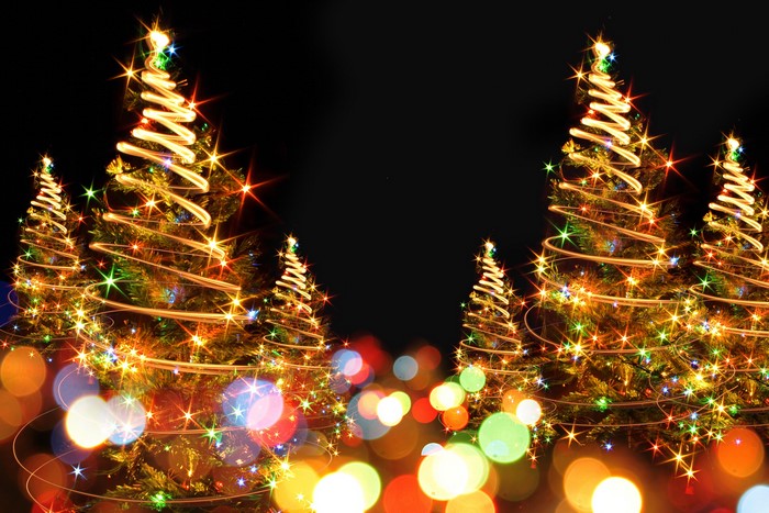 Christmas trees decorated with fairy lights