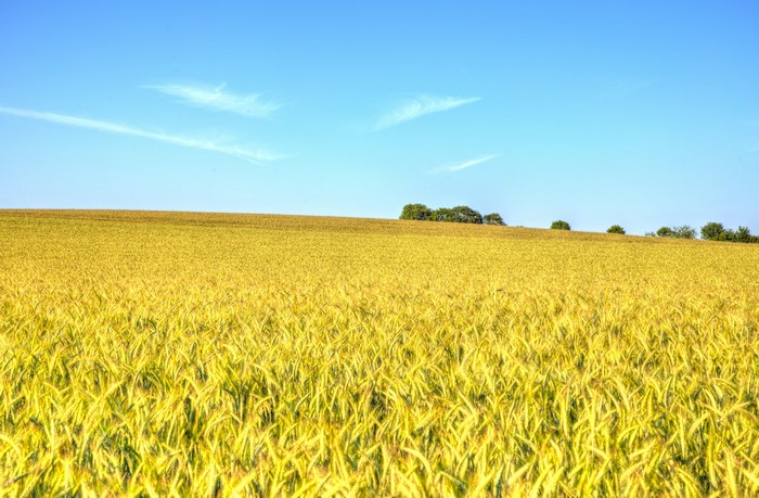 Wheat Field Under a Blue Sky