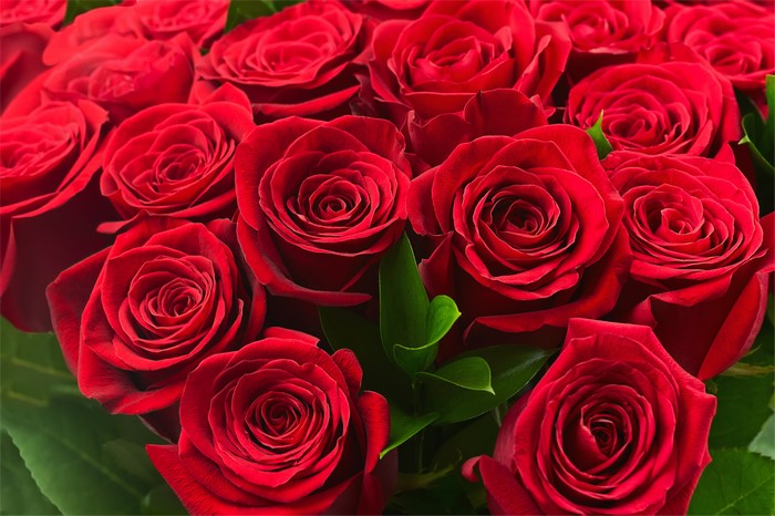 4K Red Roses Closeup