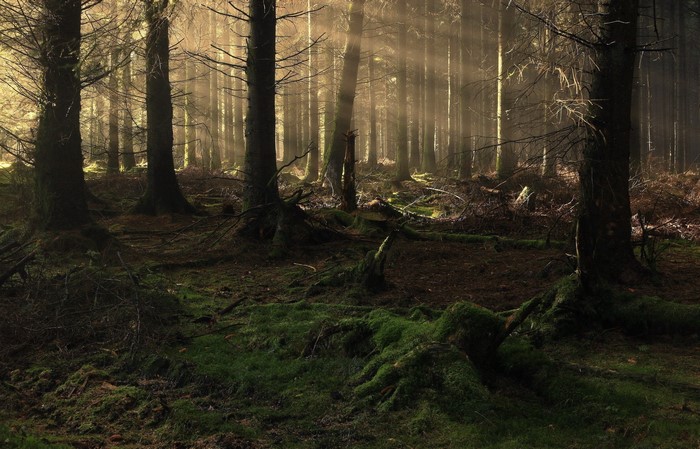 Sunlight filtering through a mossy forest