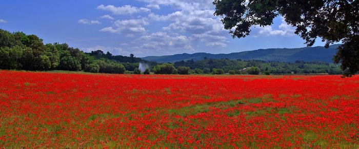 Field of red poppies with trees and mountains