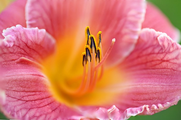 Macro shot of a pink and yellow lily flower
