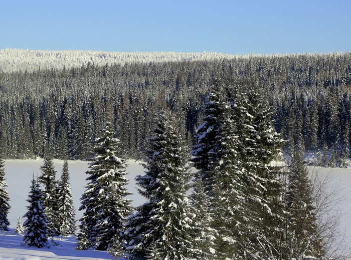 Snow-covered forest with a frozen lake