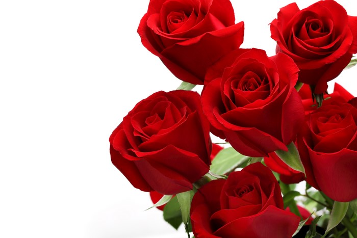 Red Roses on White Background
