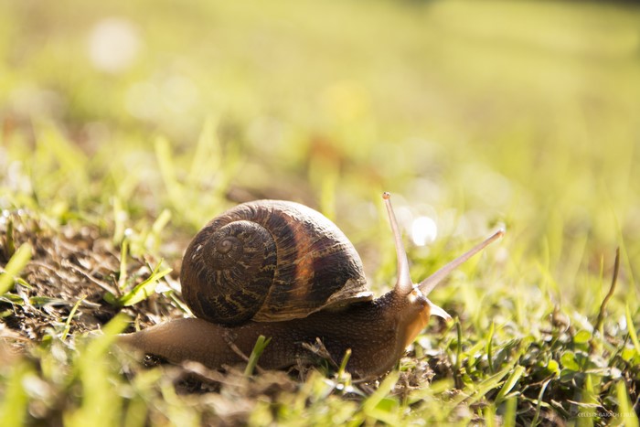 Snail on grass, closeup, 4K