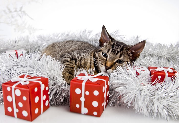 4K Christmas Cat with Gifts