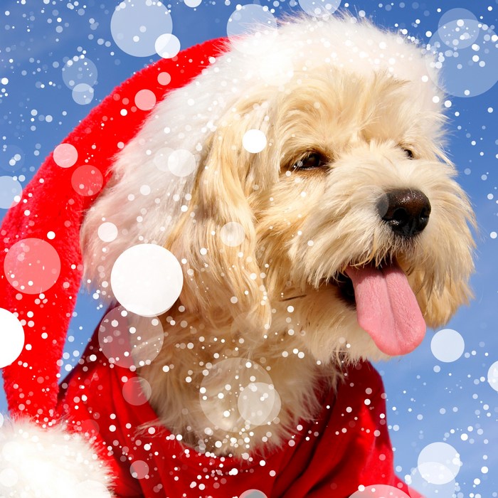 Dog wearing a Santa hat and coat in snow