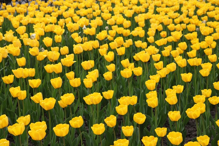 Field of Yellow Tulips