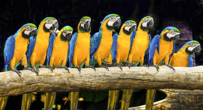 A row of blue and yellow macaws perched on a branch