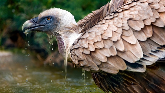 Vulture with water drops on its beak