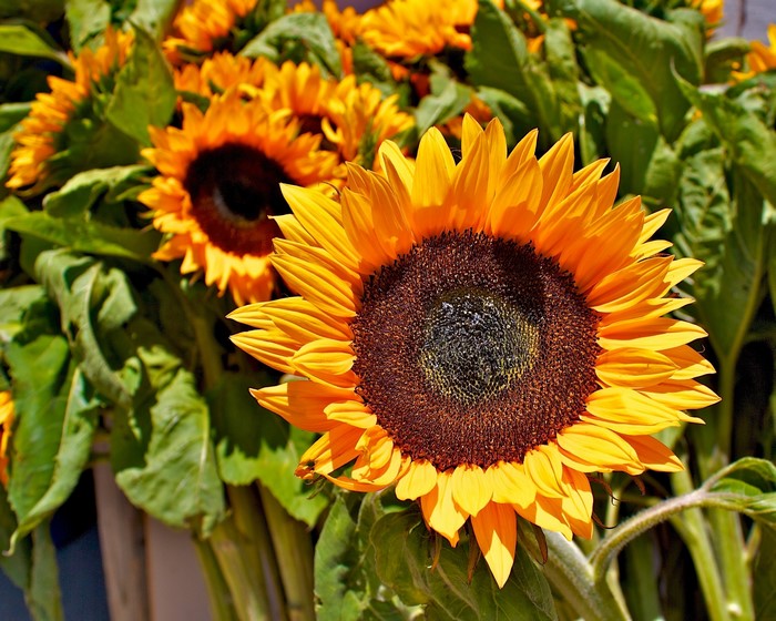 Close-up of a bright yellow sunflower