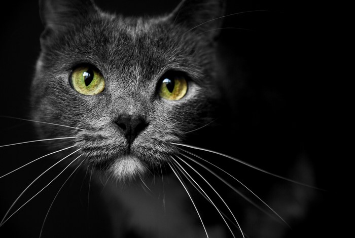 Close-up of a gray cat with green eyes