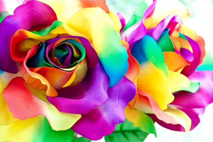 Multicolor Roses Closeup Petals