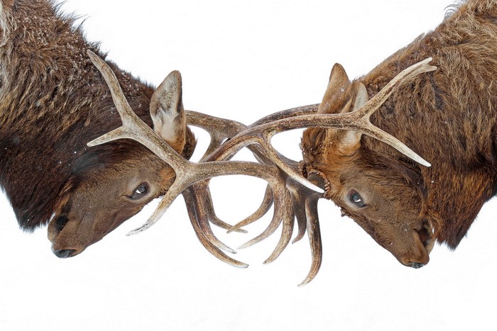 Two elk butting heads with antlers