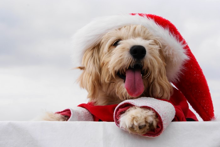 Dog wearing a Santa hat and coat
