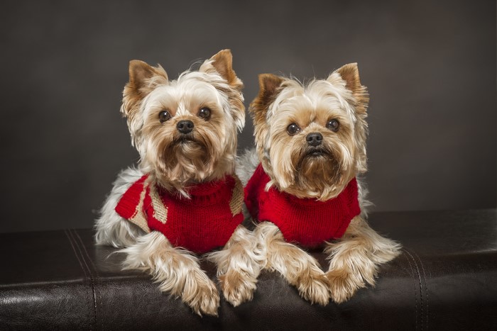 Two Yorkshire Terriers Wearing Sweaters