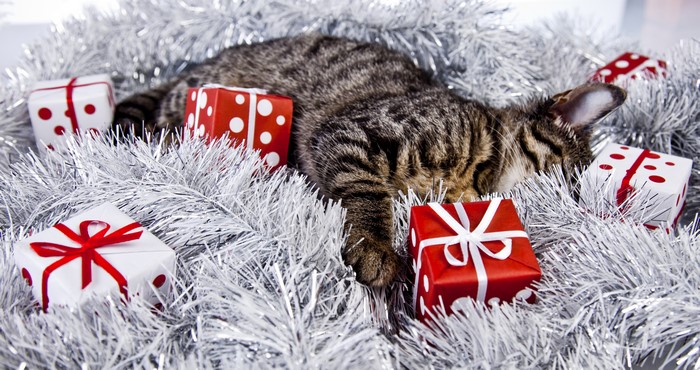 4K Christmas cat sleeping with gifts