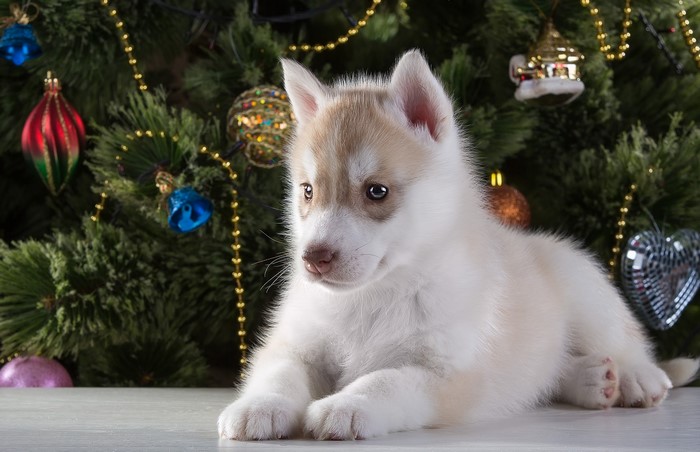 Husky puppy in front of a Christmas tree