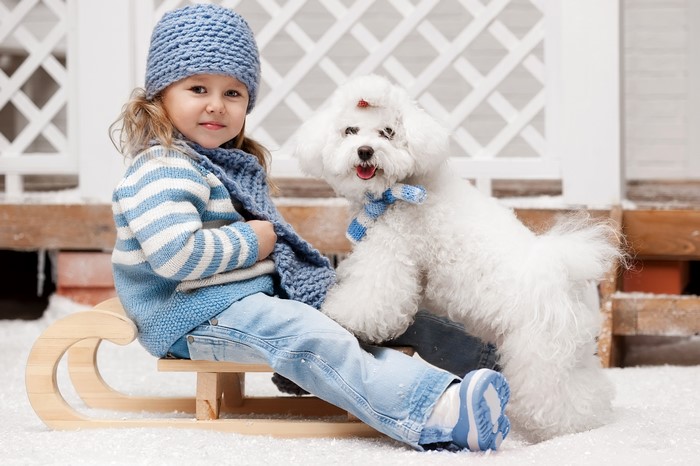Girl and Bolognese dog on a sled in winter