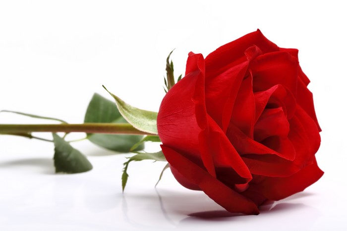Red Rose on White Background