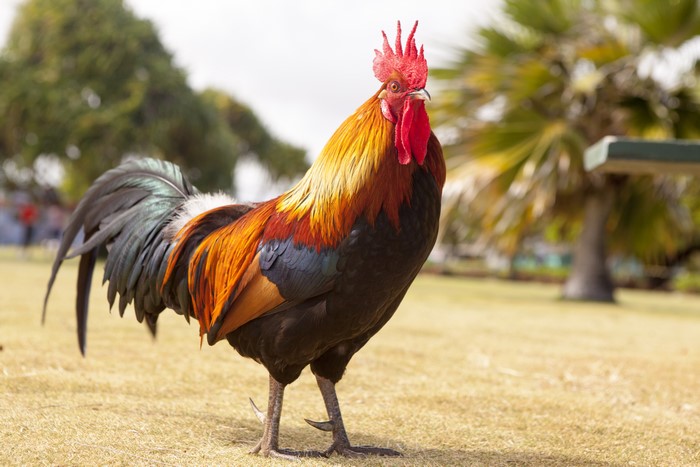 Rooster standing on grass with trees in background