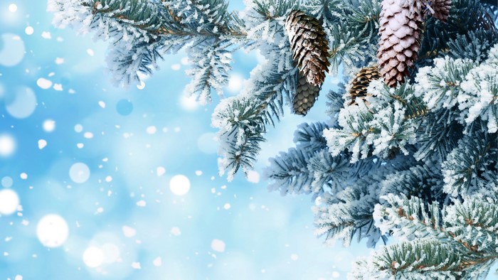 Pine cones on snow-covered pine branches