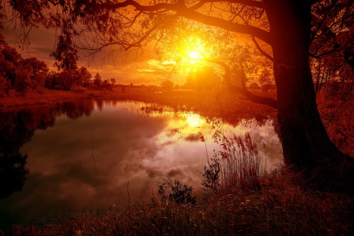 Sunset over a tranquil lake with a large tree
