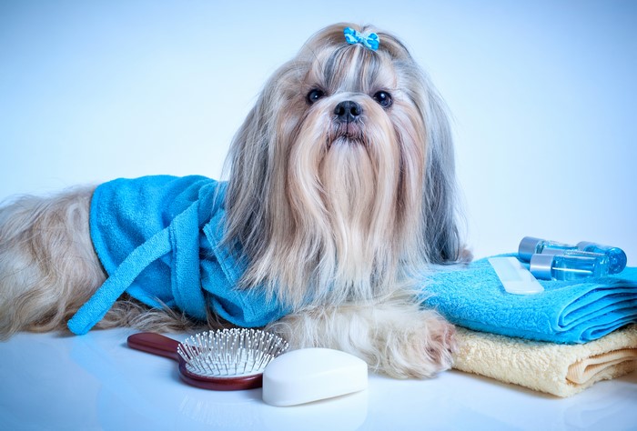 Shih Tzu dog wearing a blue robe with grooming supplies