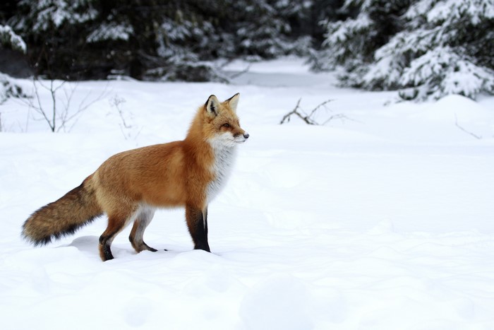 Red Fox Standing in Snowy Forest