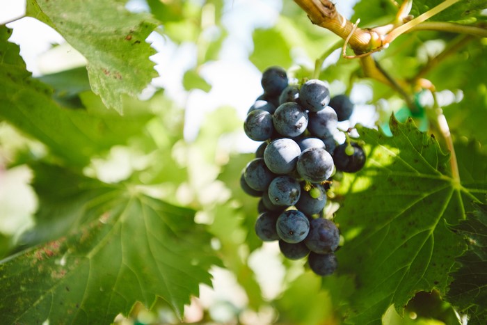 Grapes on a vine with green foliage