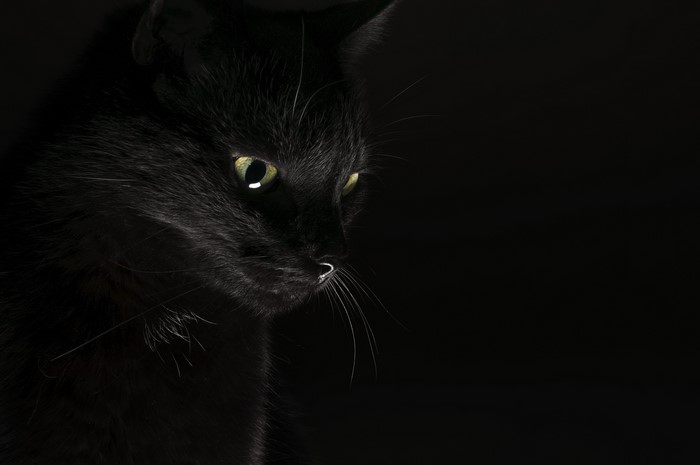 Black cat with green eyes on black background
