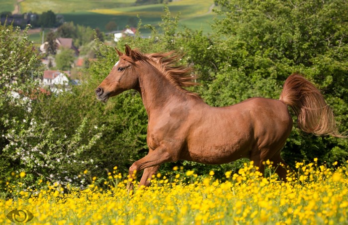 Brown horse running through a field of yellow flowers