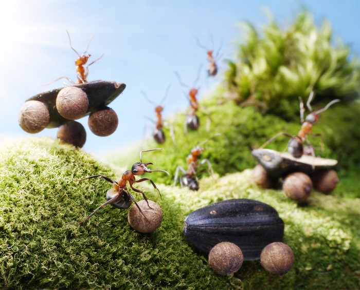 Ants racing on sunflower seeds with moss and blue sky