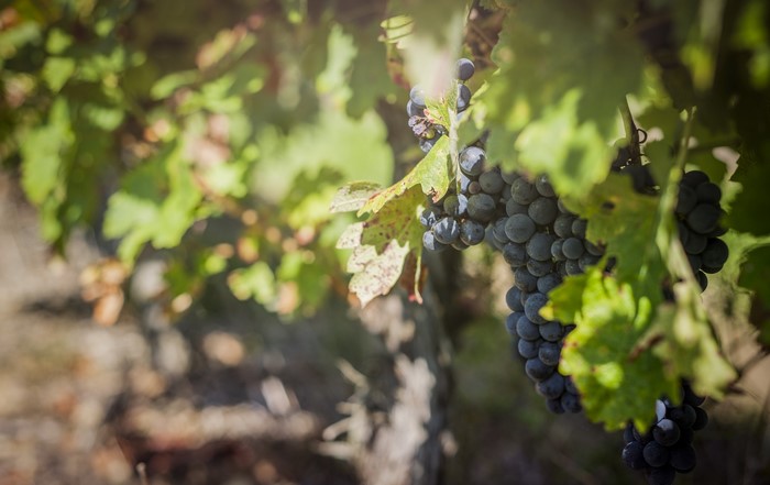 Grapes on the vine with green foliage