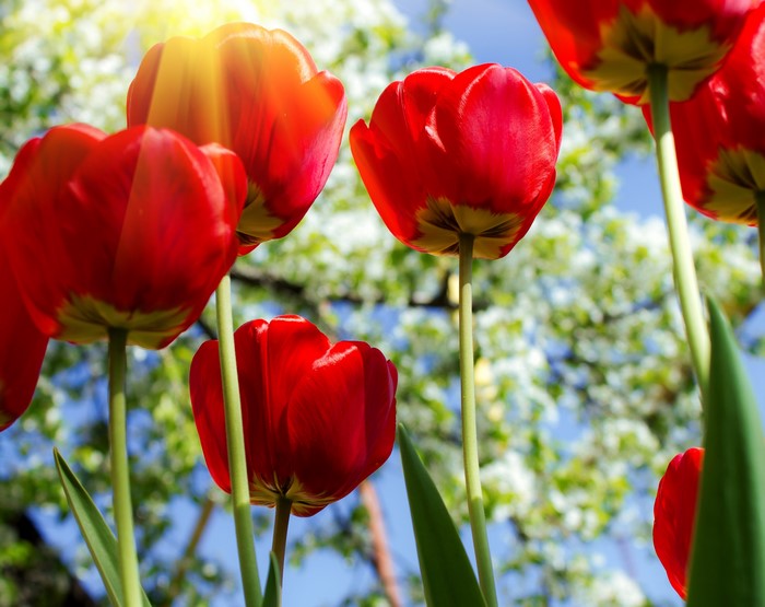 Red Tulips Closeup Bottom View