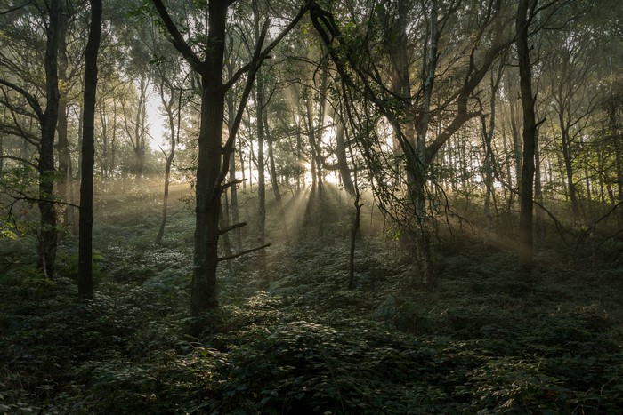 Sunbeams in Stonecliffe Woods, United Kingdom