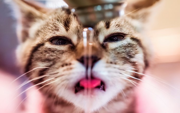 Close-up of a tabby cat drinking water from a tap