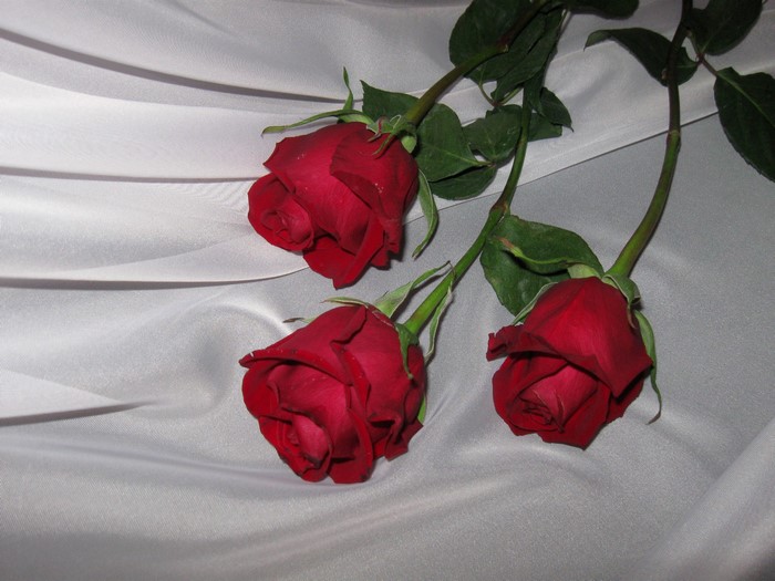 Three red roses on white fabric
