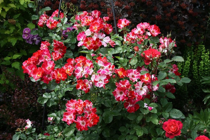Striped and Red Roses in a Garden